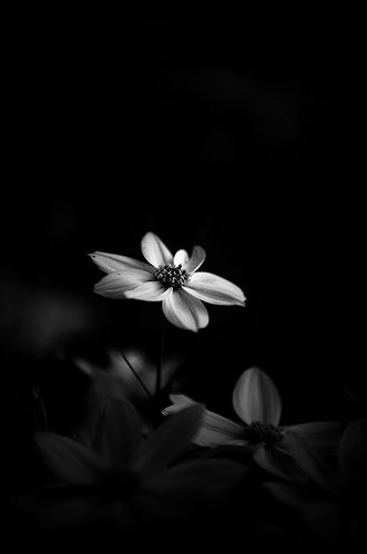 a black and white photo of a flower in the dark with light coming through it