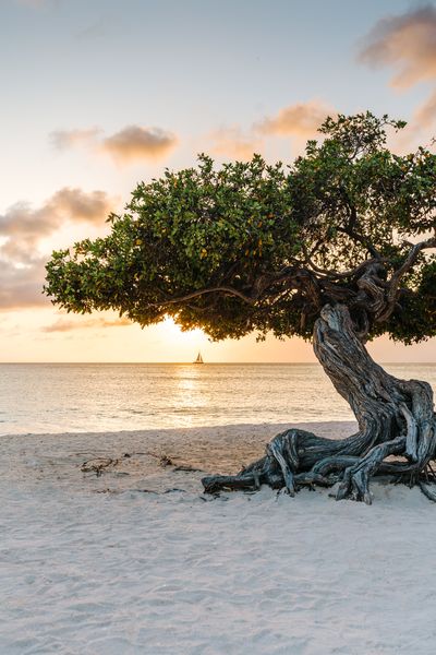 a tree that is sitting on the beach