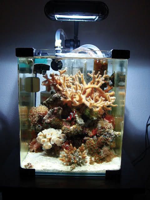 an aquarium filled with lots of different types of corals