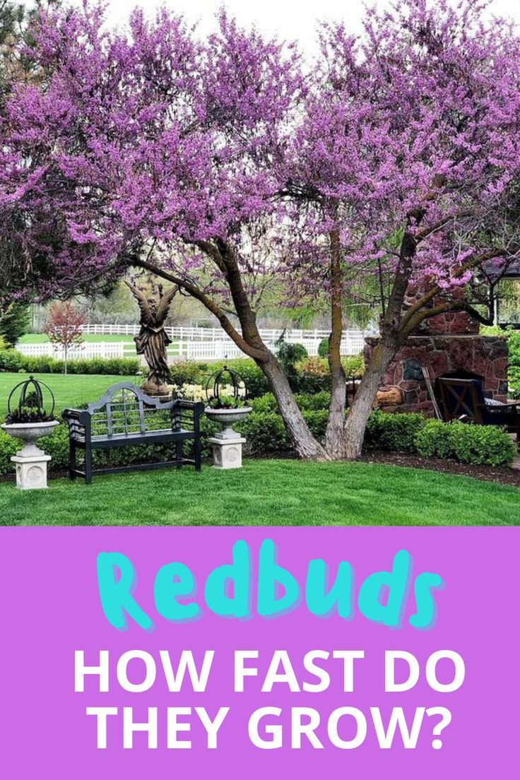 the words redbud how fast do they grow? in front of a tree