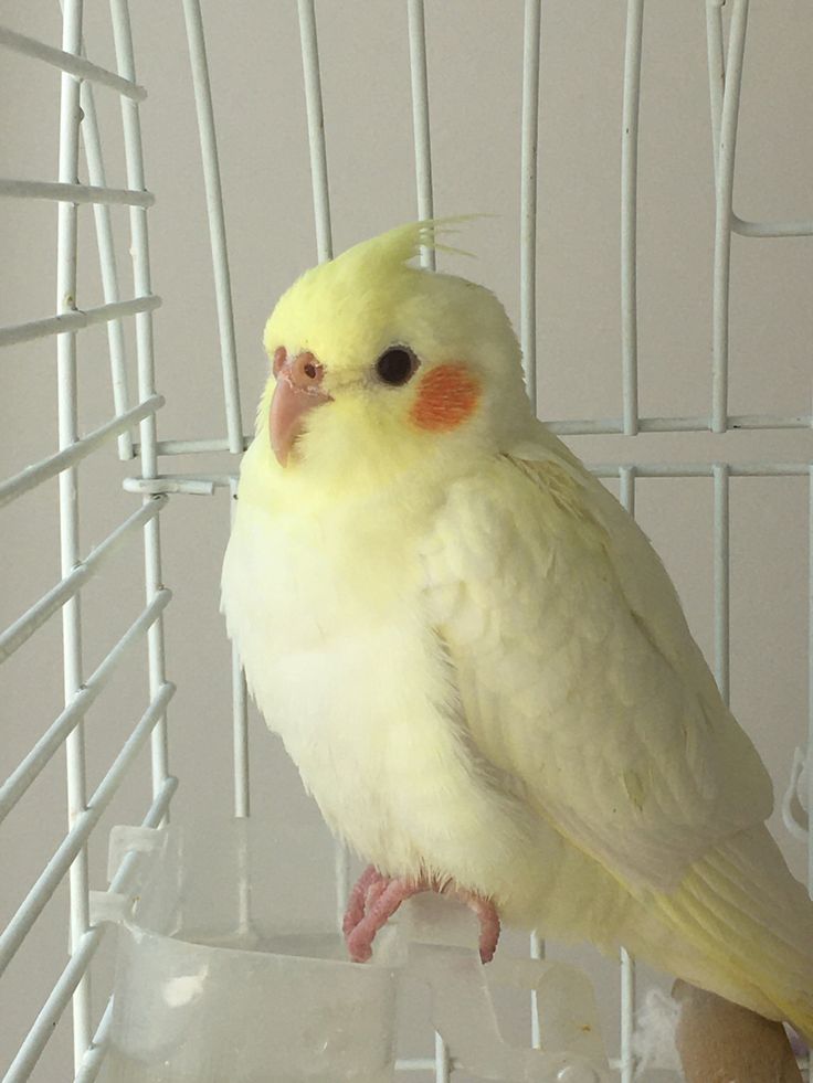 a yellow and white parakeet sitting on top of a plastic birdcage