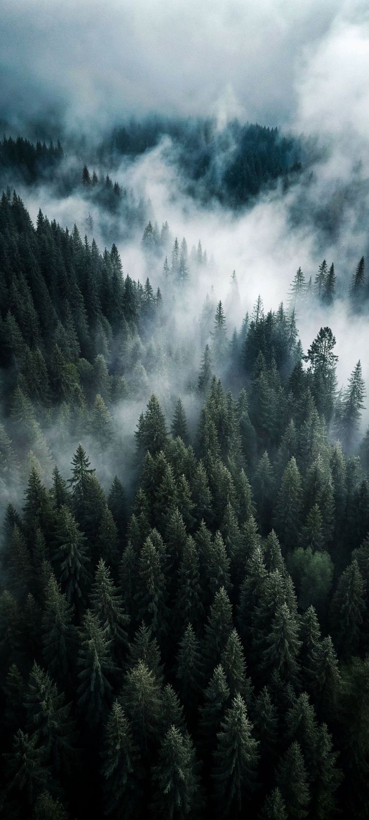 an aerial view of trees and fog in the forest