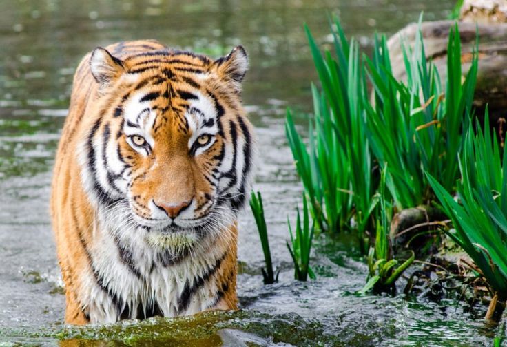 a tiger is walking through some water