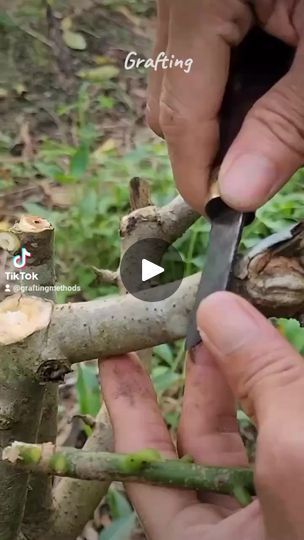 Grafting Fruit Trees, Propagate Plants, Grafting Plants, Air Layering, Types Of Knots, Garden Solutions, Garden Veggies, Planting Roses, Tree Care