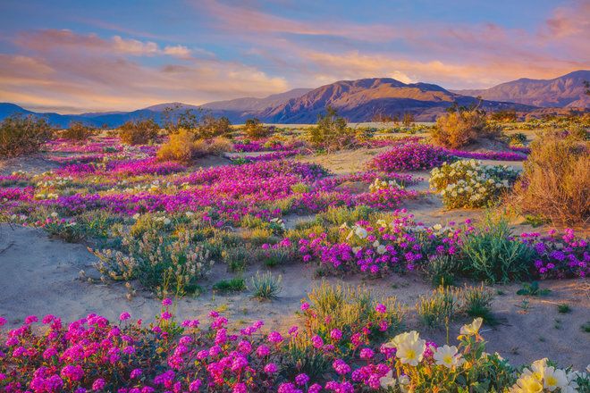 the desert is full of wildflowers as the sun goes down in the distance