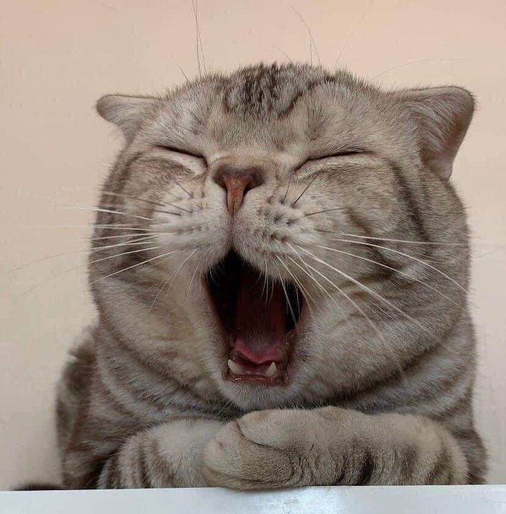 a cat yawning while sitting on top of a table