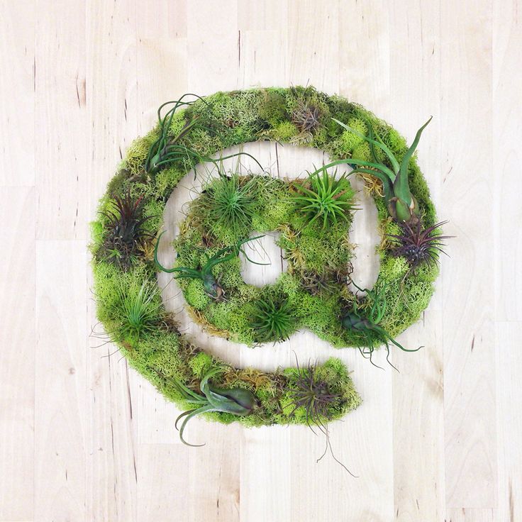 an air plant display with moss and succulents in the shape of a letter