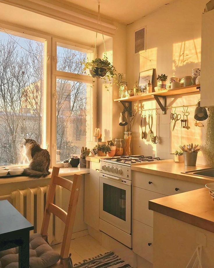 a cat sitting on top of a kitchen counter next to a stove top oven under a window