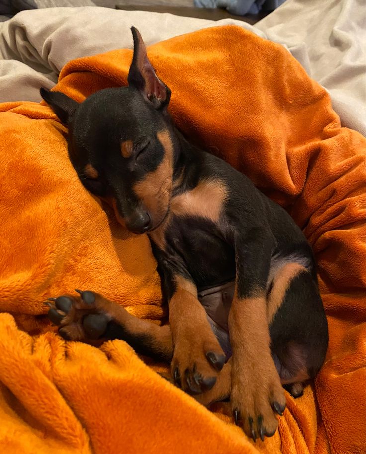 a small black and brown dog laying on top of a bed covered in orange blankets