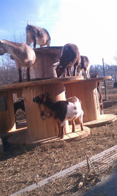 there are many horses standing on top of the wooden structure in the yard and one horse is eating out of it's feeder