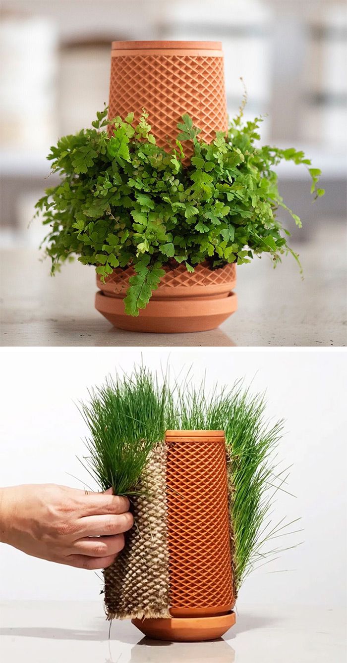 two pictures showing the same planter with grass growing out of it