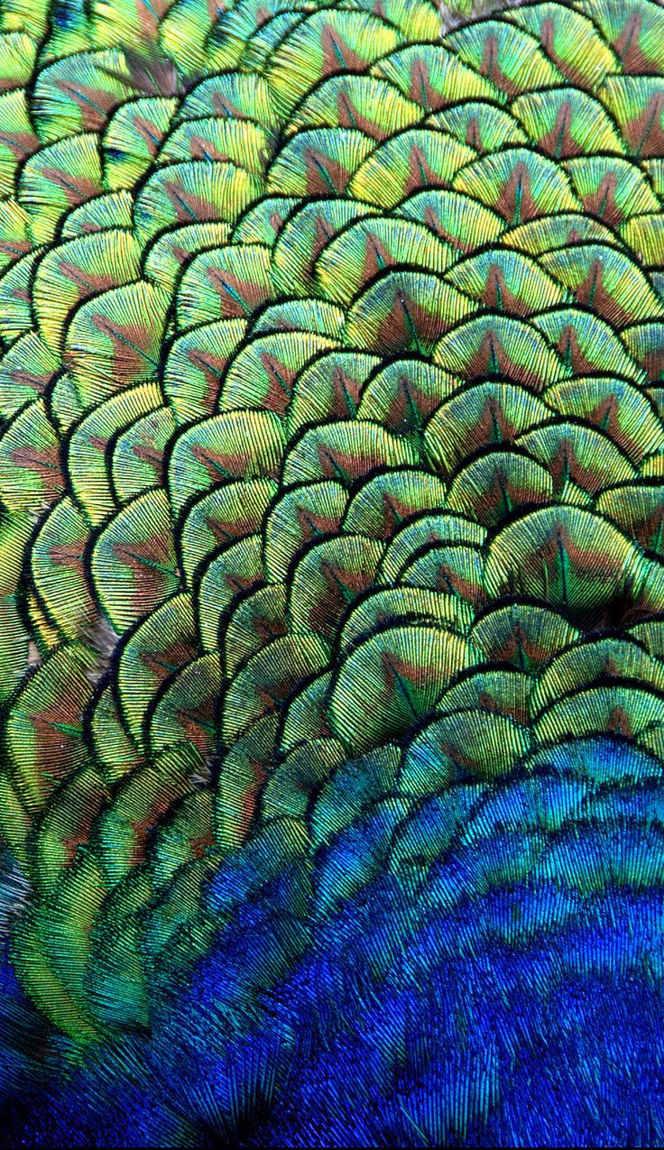 an image of a peacock's feathers with blue and green colors