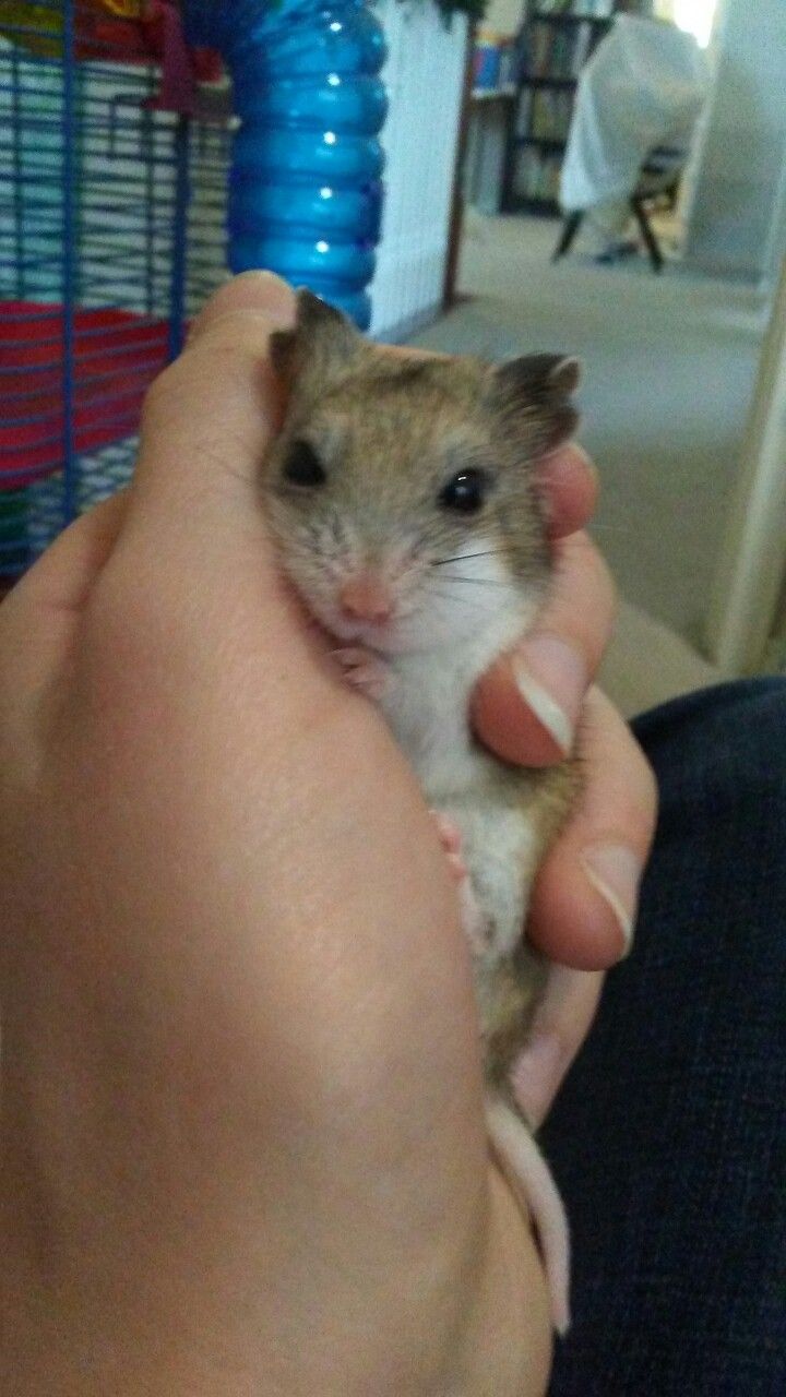 a person holding a small rodent in their hand