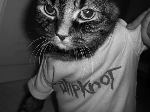 a black and white photo of a cat wearing a shirt