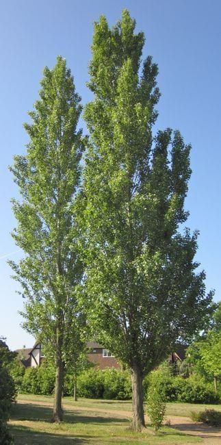 two large trees in the middle of a park