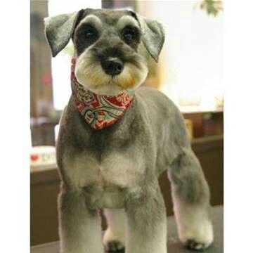 a small gray dog with a red bandanna around it's neck standing on a table