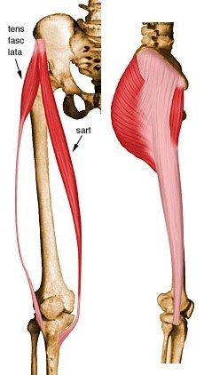 the muscles are shown in this diagram, and there is also an image of the lower limb