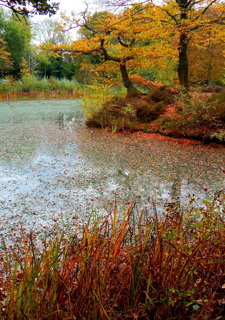 a pond surrounded by tall grass and trees in the fall time with leaves on the ground