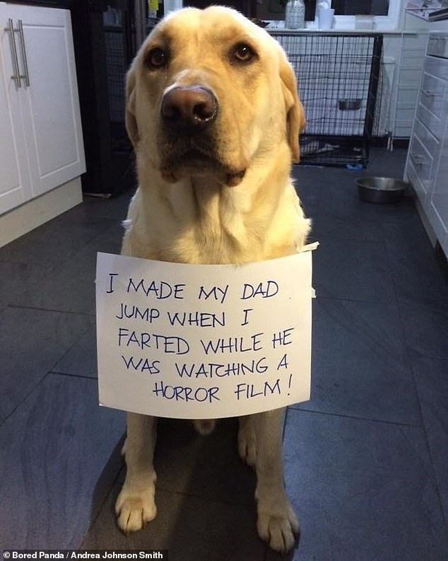 a dog holding a sign that says i made my dad jump when it farted while he was watching a horror film