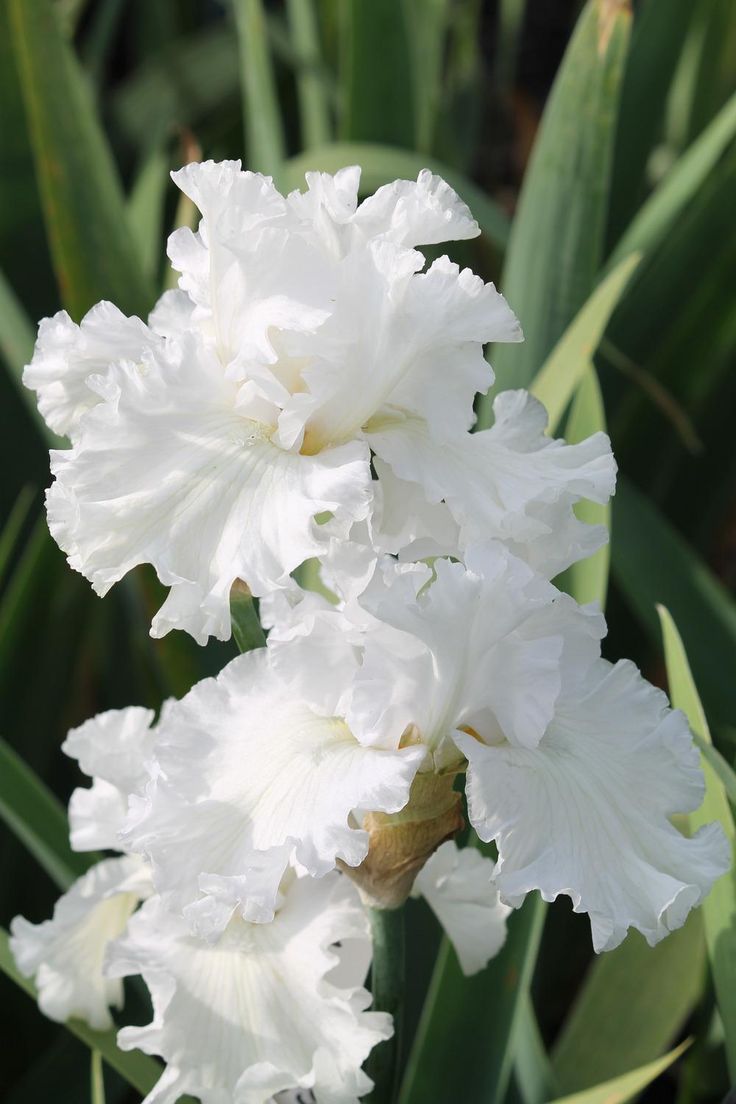 two white flowers with green leaves in the background