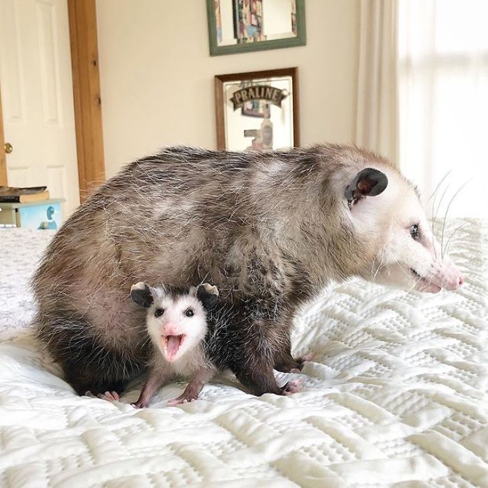 an opossmus and its baby are standing on a white bed sheet in a bedroom