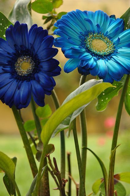 two blue flowers with green leaves in the background