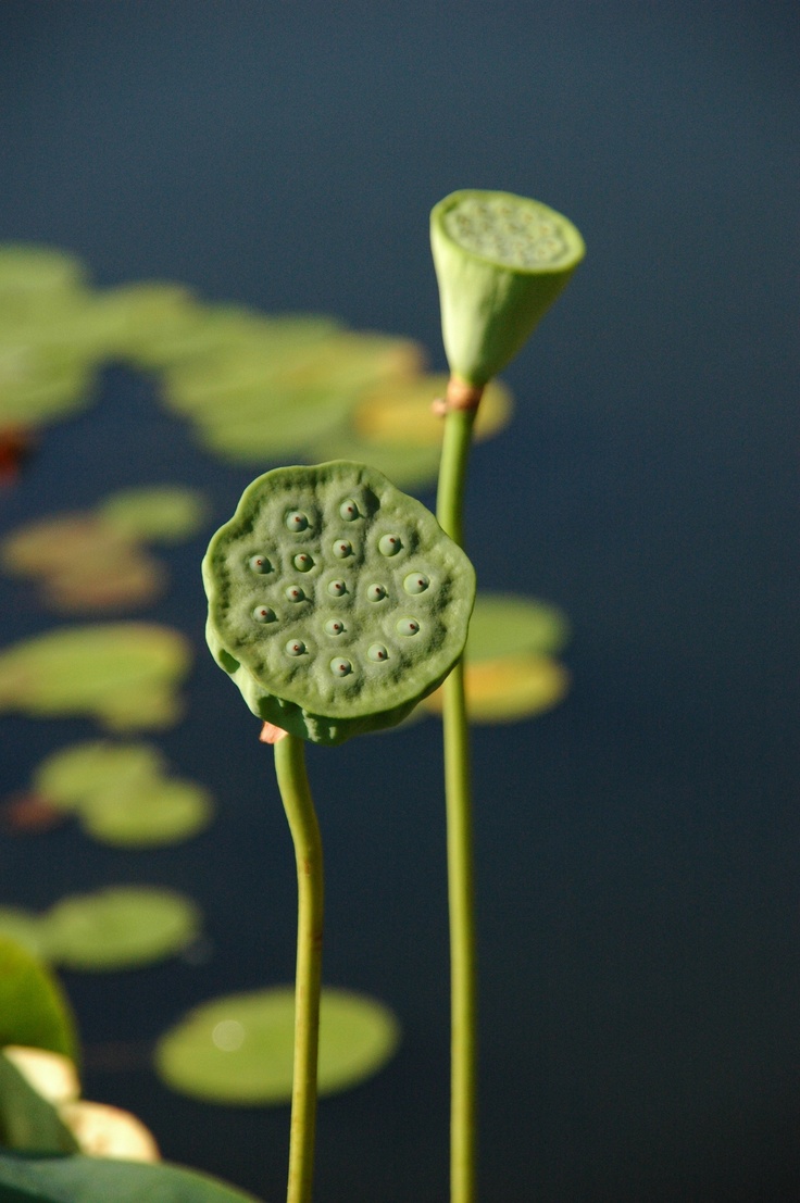 two water lilies with green leaves in the foreground