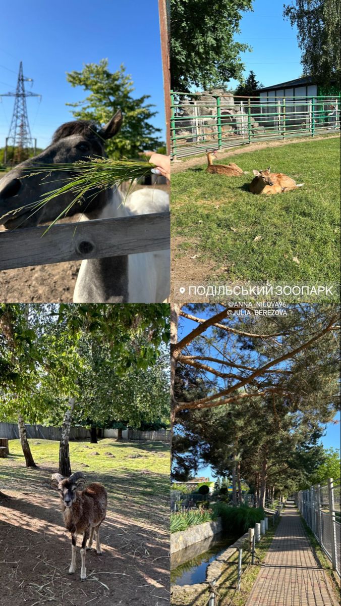 three different pictures of horses in a fenced area