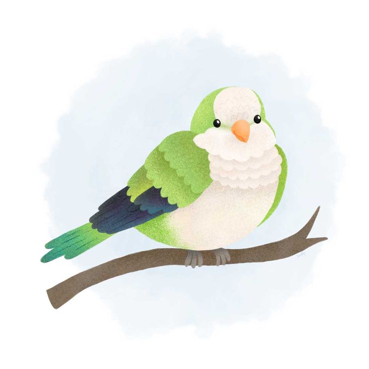 a green and white bird sitting on top of a tree branch