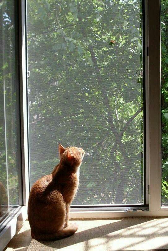 an orange cat sitting in front of a window looking out at the trees and bushes