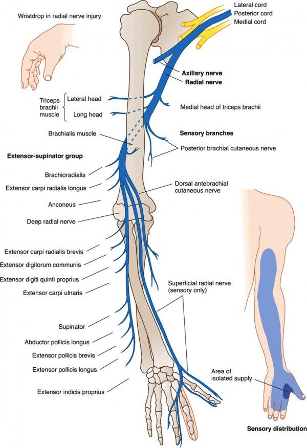 radial n Nerve Anatomy, Radial Nerve, Elbow Braces, Anatomy Physiology, Muscle Anatomy, Human Anatomy And Physiology, Medical Anatomy, Hand Therapy, Carpal Tunnel