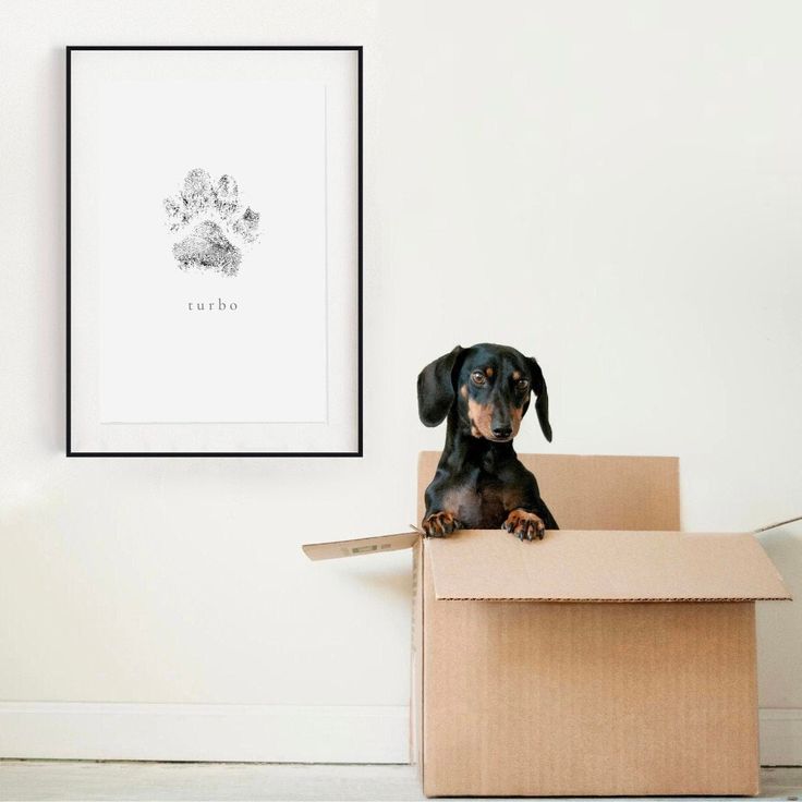 a black and brown dog sitting on top of a cardboard box in front of a white wall