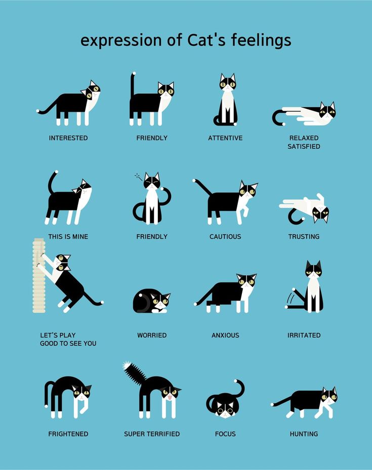 an image of cats that are in different positions and sizes, with the caption expression of cat's feelings