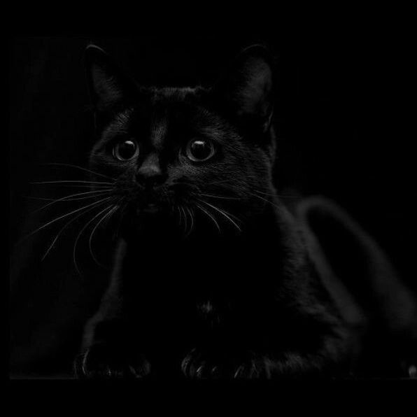 a black cat sitting in the dark looking at the camera with its eyes wide open