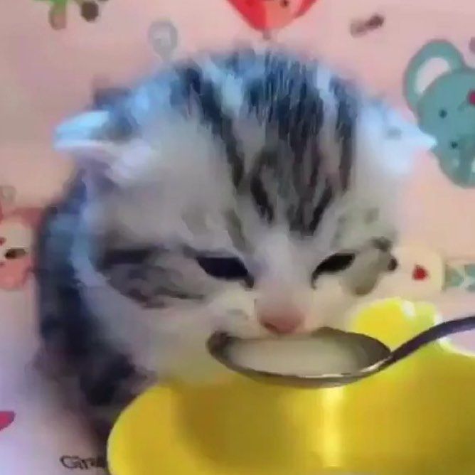 a small kitten eating out of a yellow bowl with a spoon in it's mouth