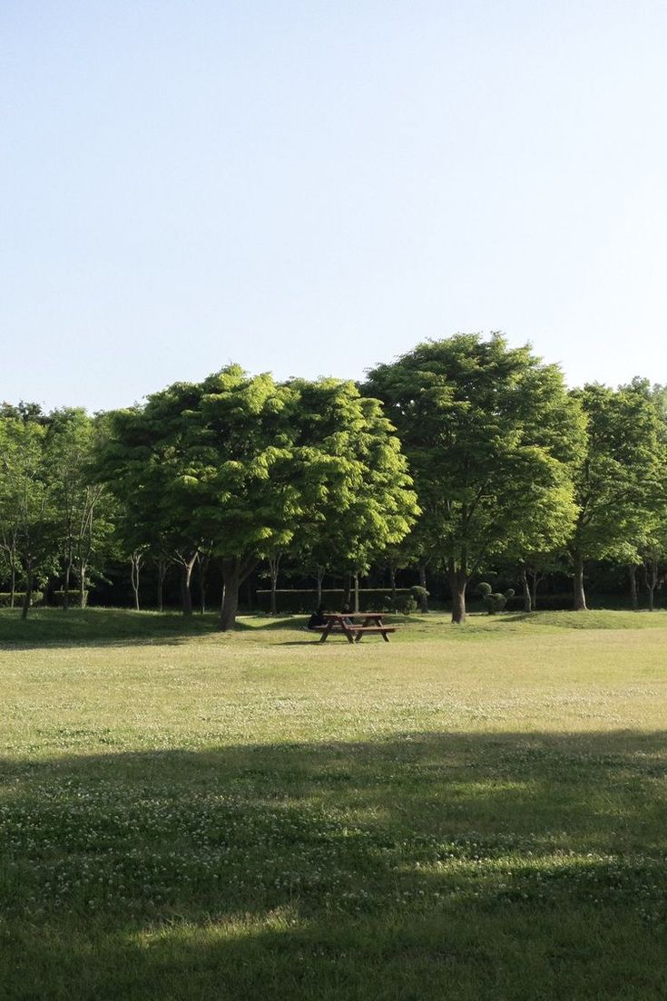 a park bench in the middle of a grassy field with trees on both sides and blue sky above