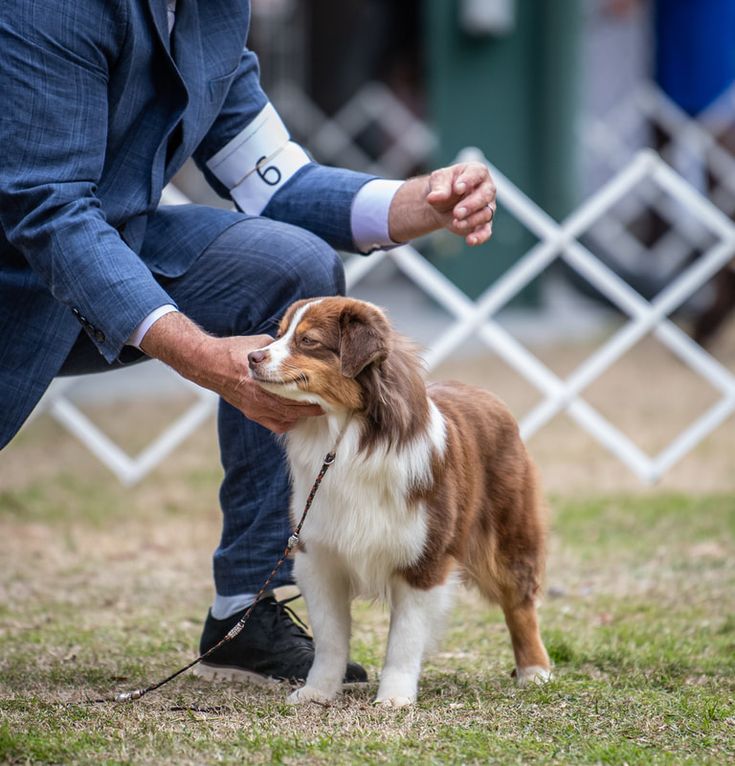 a man kneeling down petting a brown and white dog