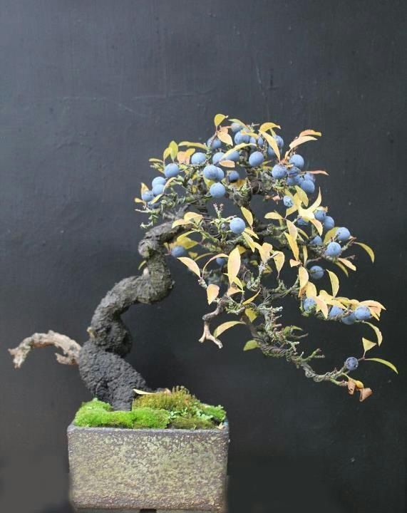 a bonsai tree with blue berries on it