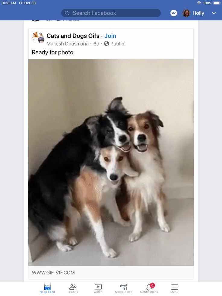 two dogs are standing next to each other