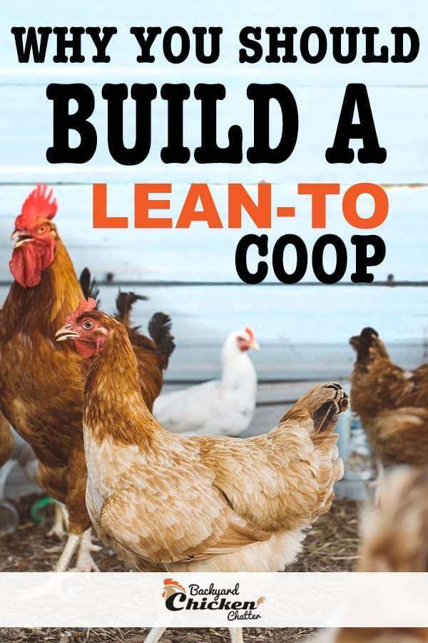 chickens and roosters in a coop with the words why you should build a lean to coop