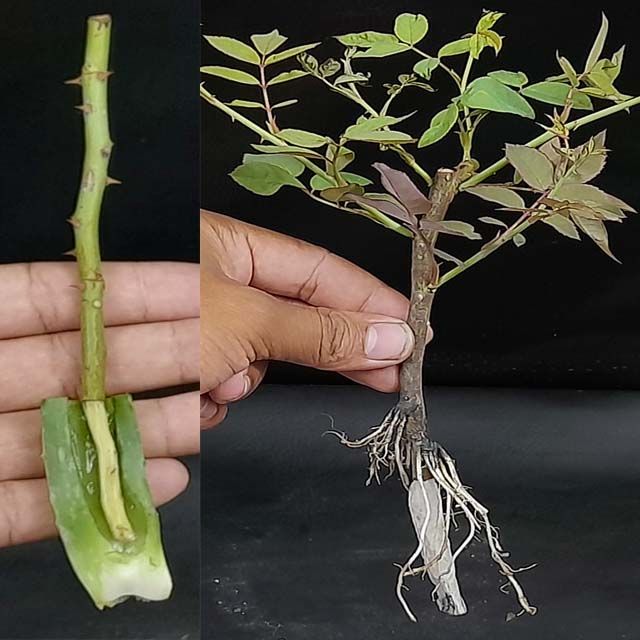 two pictures of the same plant with roots and leaves in different stages of growth, one being held up by someone's hand