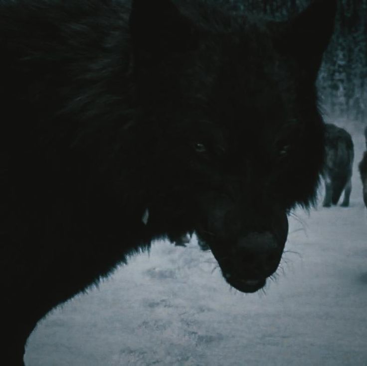 a black wolf standing in the snow with its mouth open and two other animals behind it