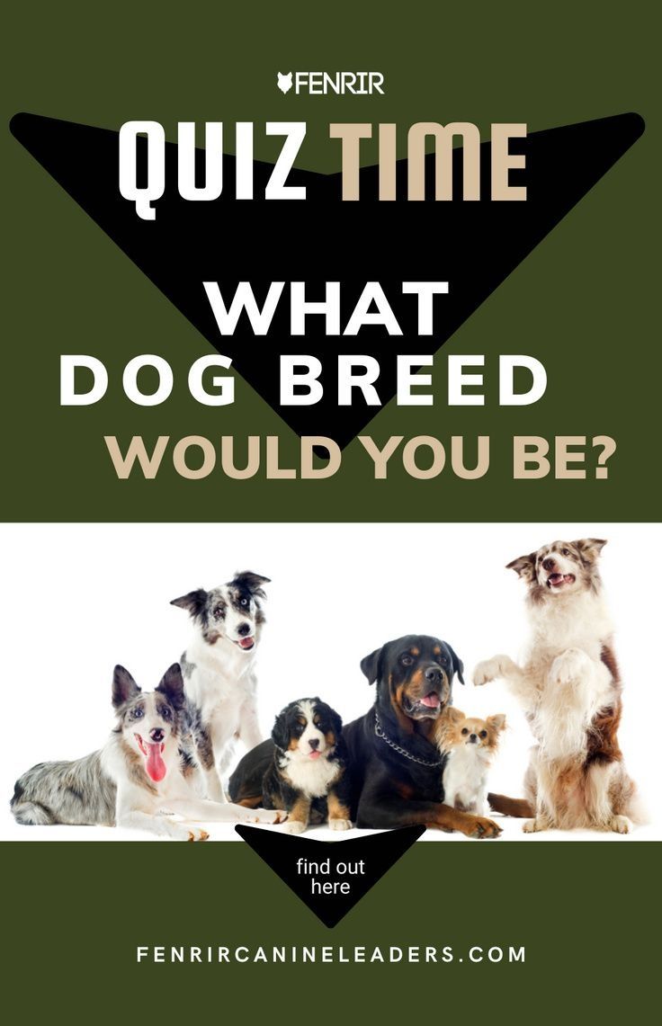 four dogs sitting together with the words quiz time what dog breed would you be?