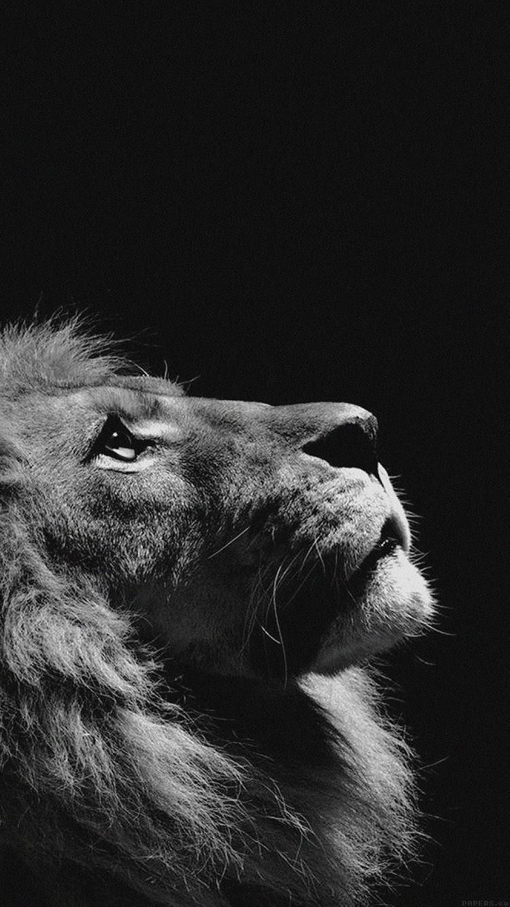 a black and white photo of a lion's face looking up at the sky