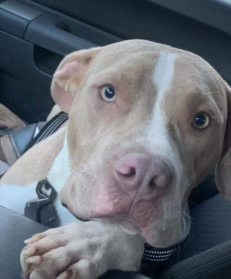 a brown and white dog sitting in the back seat of a car