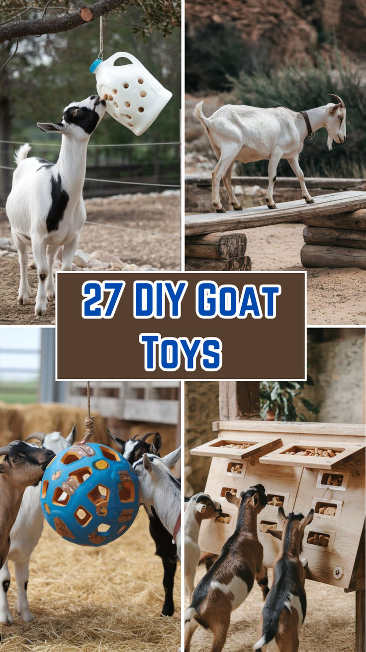 Goats interacting with a colorful DIY toys made from recycled materials! Goat Pins Diy, Toys For Goats To Play With, Pig And Goat Pen Ideas, Goat Enrichment Diy, Enrichment For Goats, Diy Goat Toys Easy, Goat Playground Ideas Diy Pallets, Deer Enrichment, Goat Structures Play Areas