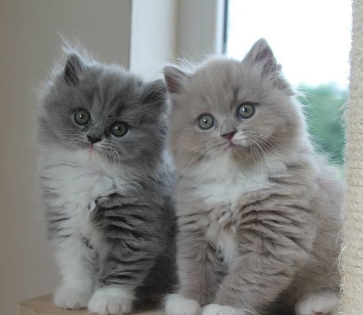 two grey and white kittens sitting next to each other on a cat scratching post