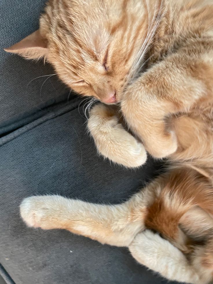 an orange cat sleeping on the seat of a car with it's eyes closed