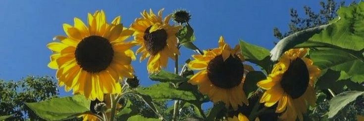 the sunflowers are blooming in the field with blue sky behind them and green leaves