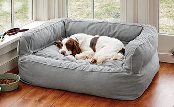 a brown and white dog laying on top of a bed in front of a window